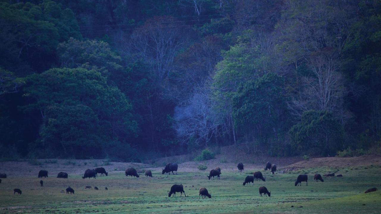 Holiday Inn Cochin By Ihg Kochi Exterior foto Gaur grazing in the Bandipur National Park